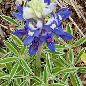 Meet your Posher, Jean